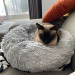 [고양이] <b>울</b><b>집</b> 냥이 어때유?