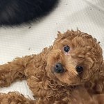 [귀여운<b>동물</b>] 울집 강아지 근황