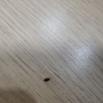 이 <b>벌레</b>요