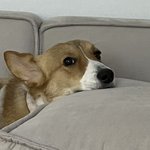 <b>웰시</b>코기❤️