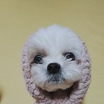 <b>몽이</b>가 떠나고 처음 맞이하던 설날