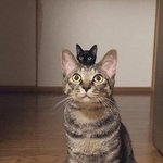 [댓글부탁해] 알바몬 온라인 이력서 <b>열람</b>하고 왜 연락은 없지??