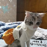 [고양이] 마지막 <b>휴일</b> 냥이의 늦은 새해인사 받으셔요(한복 장착...
