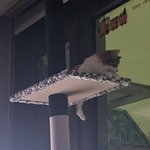 [고양이] 슬기로운 <b>임</b><b>보</b>생활11[유기묘 임시보호하기]