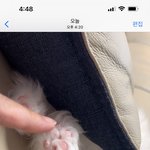 넘나 귀여운 <b>댕댕이들</b>