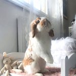 <b>토끼</b>는 왜 이렇게 귀여운 걸까?