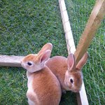 토실토실 귀여운 브라운 <b>버니</b>