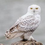 [댓글부탁해] <b>올빼미</b> 한국에서 키울수있어?