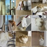 우리 고양이 인스타 홍보