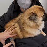 [댓글부탁해] 곧 개 <b>입양</b>한다