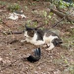 [댓글부탁해] 울 엄마 <b>고앵이들</b> 중성화 시키는데