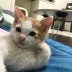 [댓글부탁해] 외국어를 <b>원어민급</b>으로 잘할 수 있게된다면