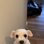 [댓글부탁해] 통통한데 가슴 없는게 말이되냐????