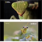 [섹스의 <b>미학</b>이라고요?;;] 수사마귀 너 이녀석 대단한 놈이구나