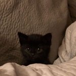 고양이 학대 하는것들은 <b>천벌</b> 받을거야