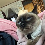 [고양이] 우리집 고양이 또 구경해줭