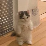 [NCT드림] 아니 한국어가 <b>해변</b>밖에 없숴?!