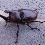 [댓글부탁해] 장수<b>풍뎅이</b> 귀엽지않음?