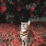 귀여울 <b>수</b>밖에 없는 꽃과 <b>고양이</b>
