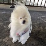 [드루와] 인어 나오는 영화 없나…