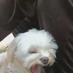 저희집 강아지 어떤<b>가요</b>?