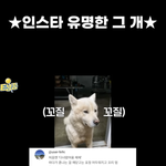 알고리즘탔던 강아지 만난 <b>성종</b>