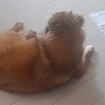 [댓글부탁해] 개키우는 판녀들아