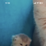 [드루와] 블랙빼기 해본사람??
