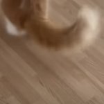 울 고양이 <b>릴스</b> 좋아요 개많이 받음