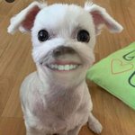 강아지 <b>이빨</b> 사진 사실 내 치아다..