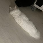 <b>내방</b>에ㅈㄴ큰 솜뭉텅이있음