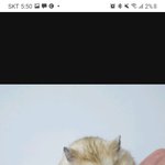 [NCT드림] 햄스터