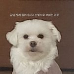 <b>리정</b> 반려견 마루ㅋㅋ