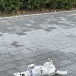 <b>일상</b>이 행복한 강아지