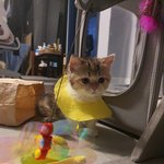 [고양이] 3개월 <b>유아</b>반 냥이