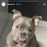 환연 <b>태이</b> 강아지 귀 안 자른거