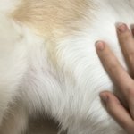 우리집 강아지 큼