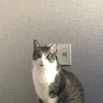 우리집고양이 이름좀 지어줄사람