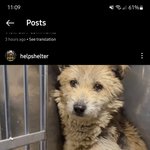 [멍멍이] 갓낳은 5마리 새끼들과 다같이 안락사위기에 처한 유기견
