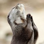 우리 <b>집사</b> 내 말 좀 잘 듣게 해주세요