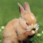 봄 향기 맡는 복슬복슬 <b>토끼</b>들