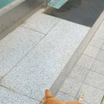 헤어지고 4개월만에 본 길냥이와의 만남...