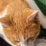 [댓글부탁해] 신발에 꾹꾹<b>이하</b>는 길괭이 귀엽다 추반