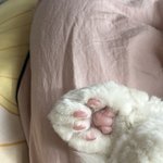 울집 고양이 <b>젤리</b> 넘 기여오ㅜㅜㅜ