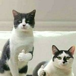 <b>통모짜</b>핫도그의반댓말이뭔줄아십니까
