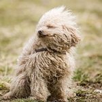 바람에 맞서는 <b>용맹</b>한 동물들