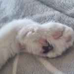 [고양이] 슬기로운 임보생활12[유기묘 임시보호하기]