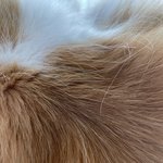 고양이 <b>냄새</b> 개좋지 않음?