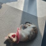 [고양이] <b>백일</b>된 쪼코냥이