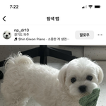 말티즈.. 털 다 깎고 기르면 이런 느낌 나나?